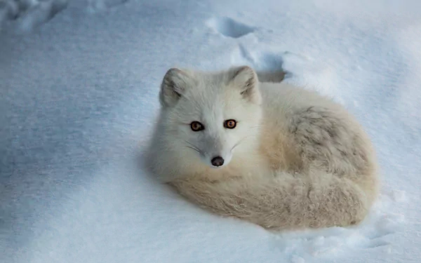 HD desktop wallpaper of an arctic fox curled up in soft snow, showcasing its white fur and alert eyes against a serene snowy background.