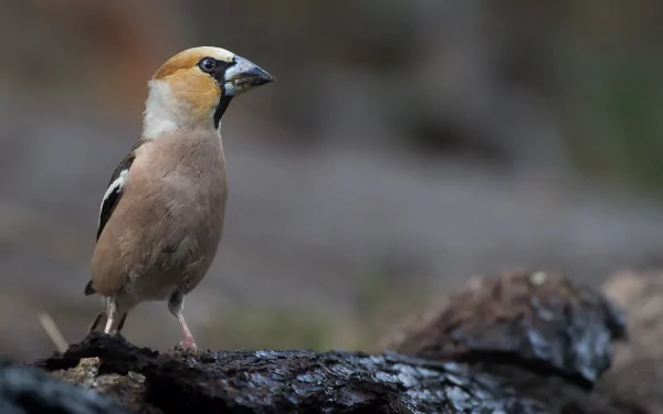 bird Animal Hawfinch HD Desktop Wallpaper | Background Image