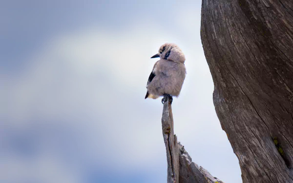 4K Ultra HD PC desktop wallpaper and background: a small fluffy bird (animal, bird) perched on a weathered tree stump against a soft cloudy sky.