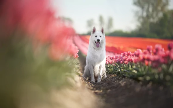 flower tulip dog Animal swiss shepherd HD Desktop Wallpaper | Background Image
