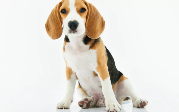  Cute Beagle Puppy