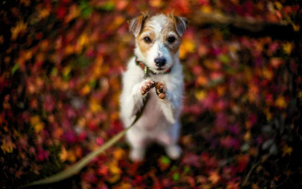 HD desktop wallpaper featuring a baby terrier puppy standing on autumn leaves, captured in sharp detail with a vibrant, colorful background.