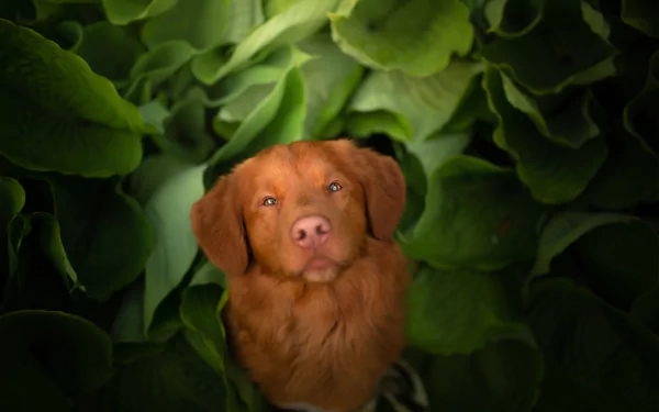 dog Animal nova scotia duck tolling retriever HD Desktop Wallpaper | Background Image