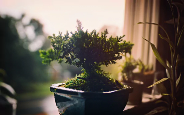 plant nature bonsai HD Desktop Wallpaper | Background Image
