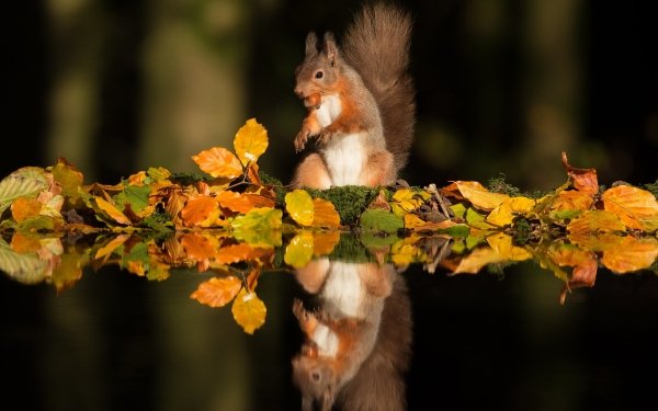 Animal Squirrel Rodent Reflection HD Wallpaper | Background Image