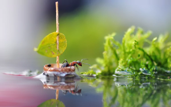 Macro shot of an ant on a small boat made from natural materials, floating on water with clear reflections, surrounded by green moss and blurred background.
