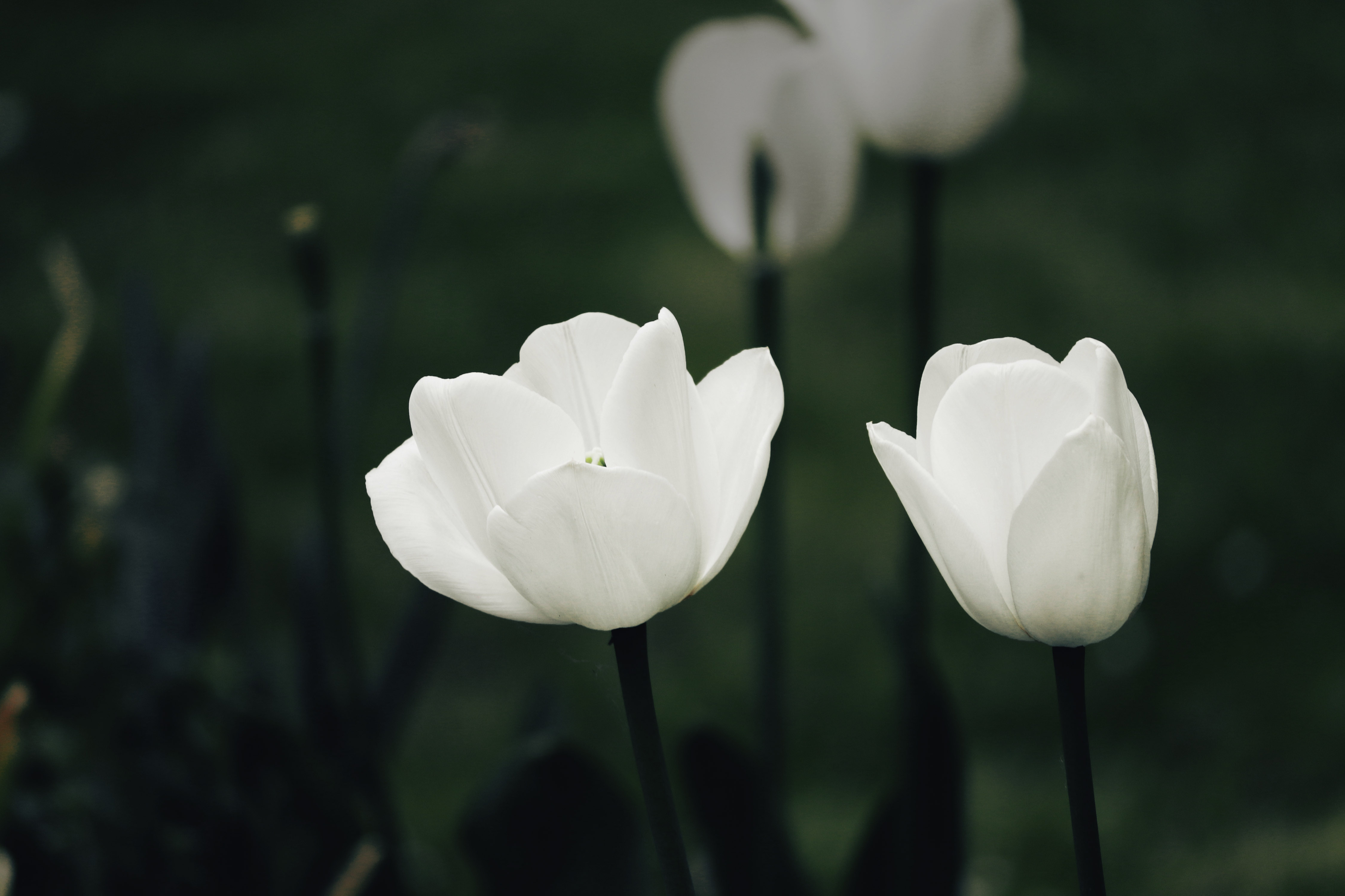Download Flower Nature Tulip 4k Ultra HD Wallpaper by Manfred Richter