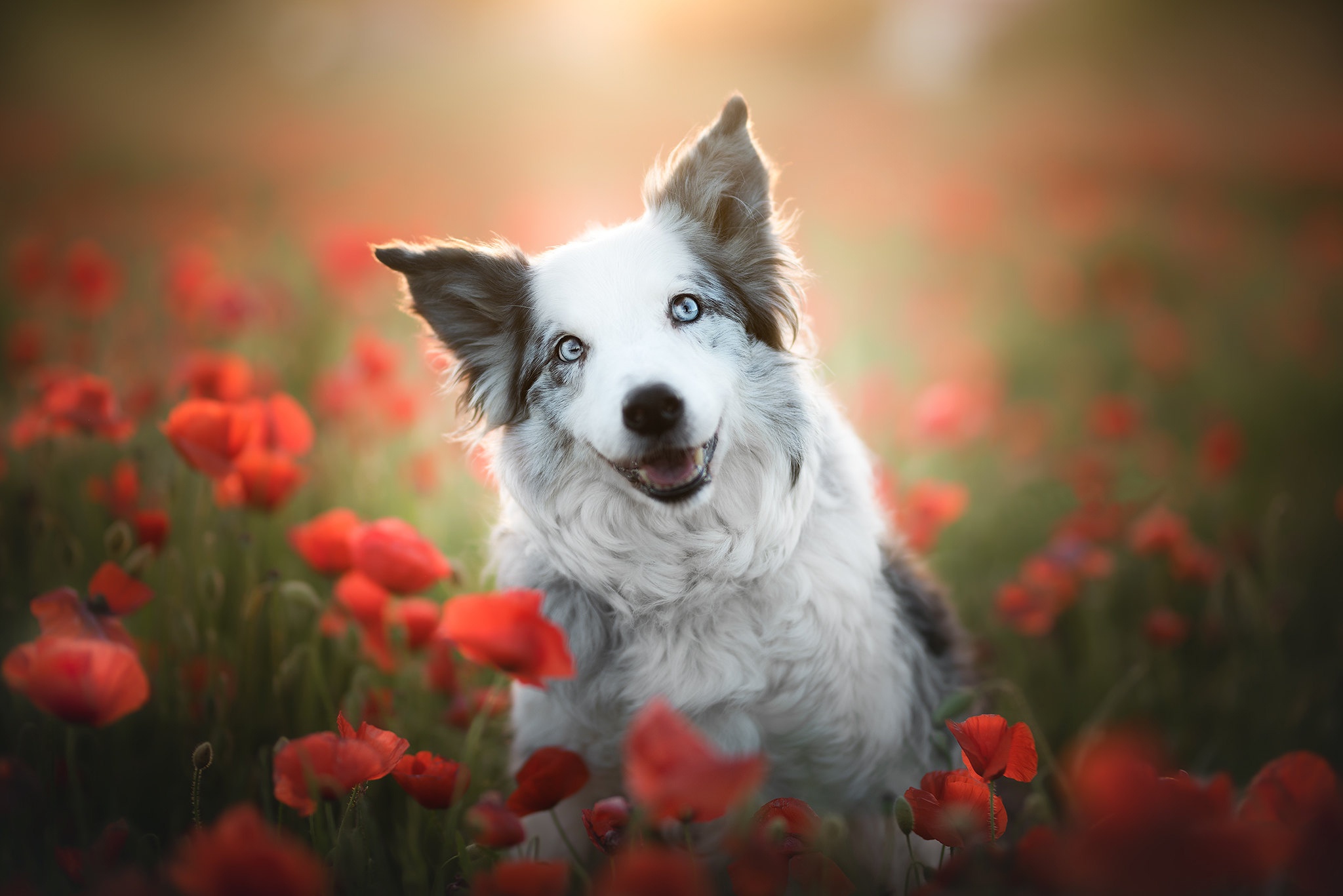 Border Collie HD Wallpaper