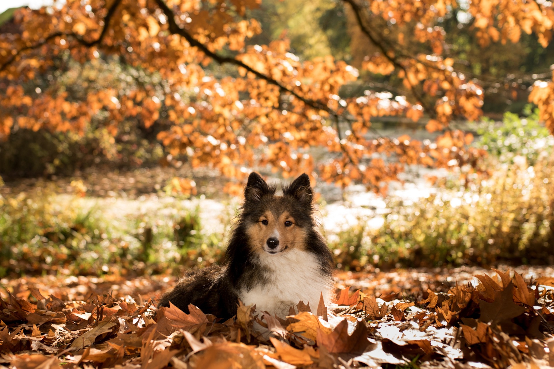 Shetland Sheepdog HD Wallpaper