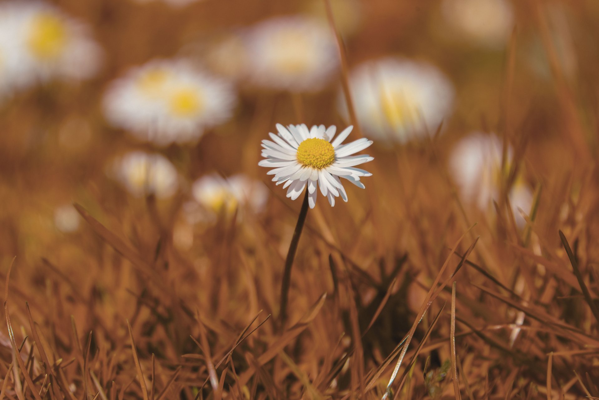 Daisy 4k Ultra HD Wallpaper