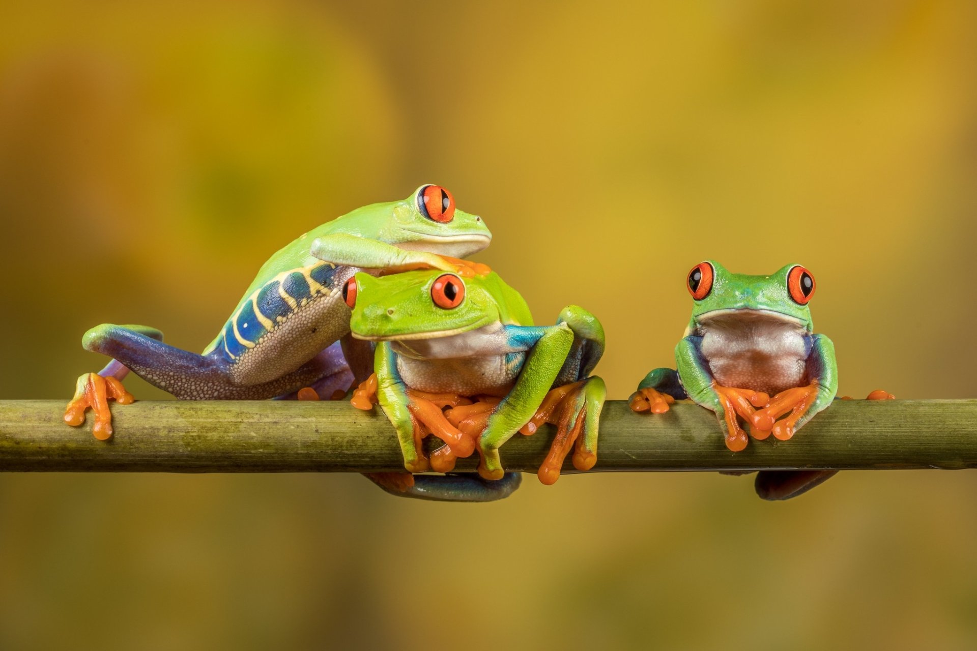 Download Amphibian Red-eyed Tree Frog Frog Animal Red Eyed Tree Frog HD ...