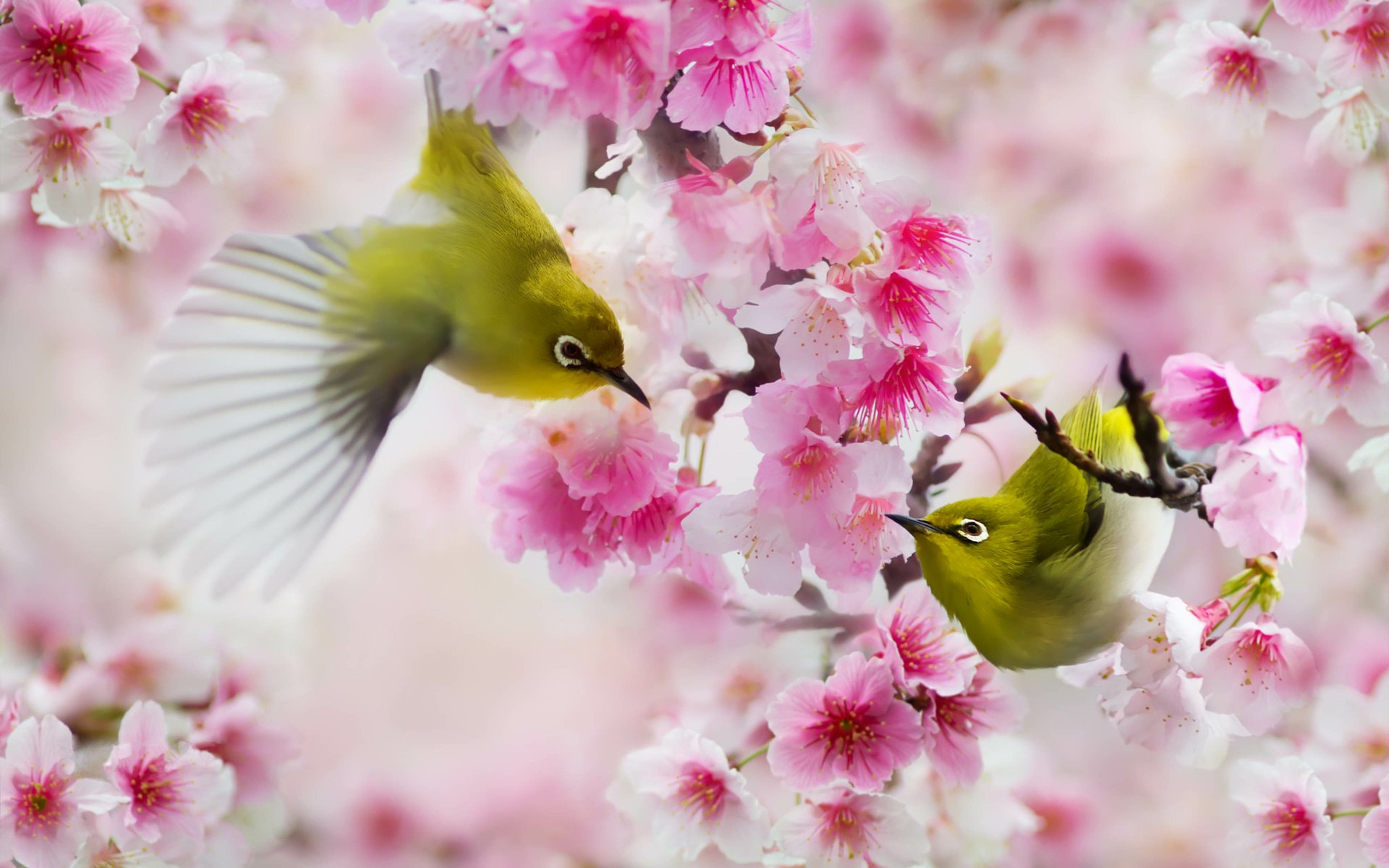 Download Bird Animal Japanese White-eye 4k Ultra HD Wallpaper
