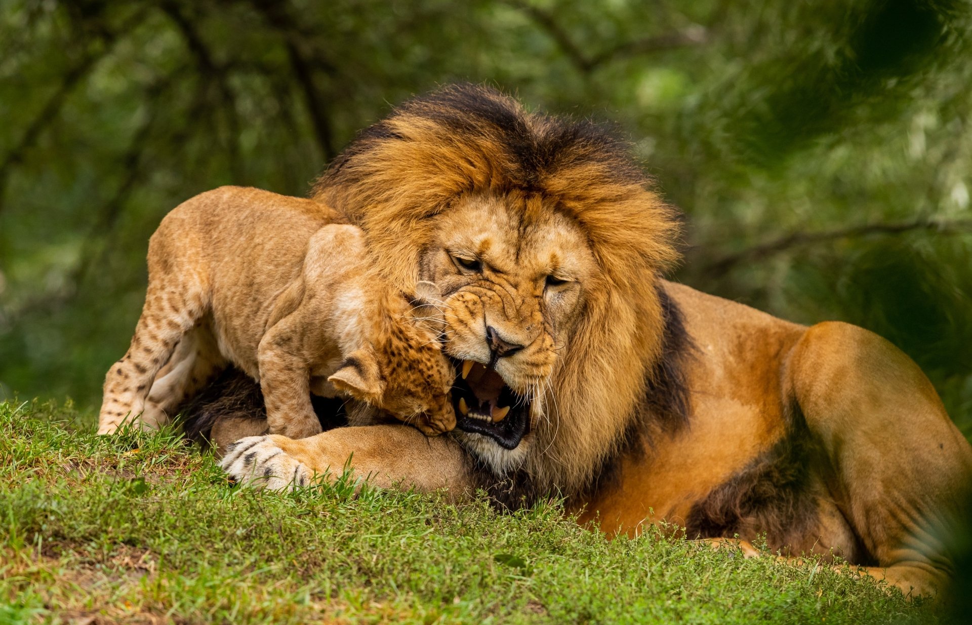 A lion cub nuzzles a resting adult lion in a lush green setting, captured in 4K Ultra HD for vivid detail as a PC desktop wallpaper and background.