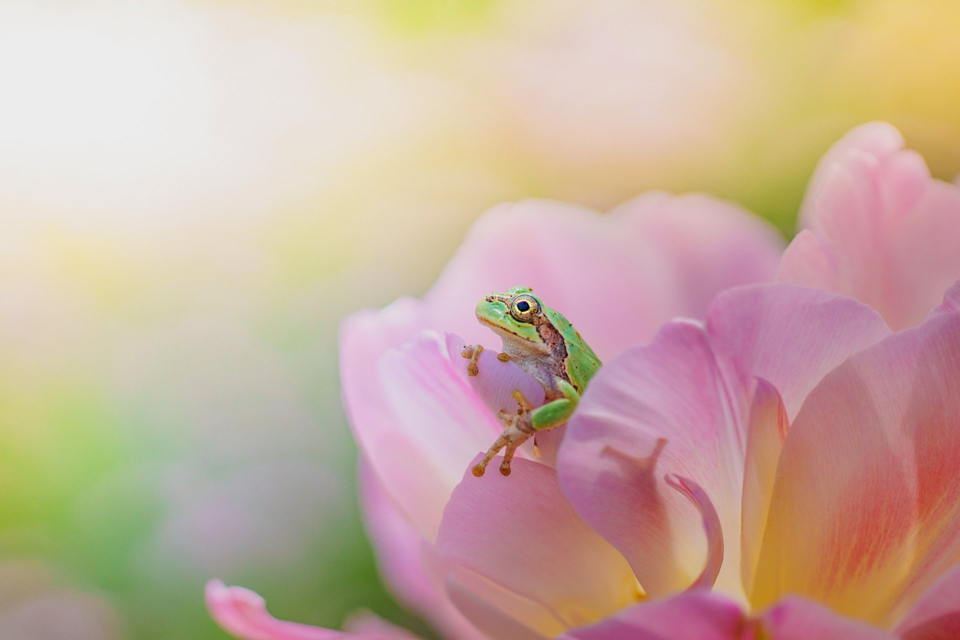 Download Amphibian Pink Flower Macro Flower Animal Frog HD Wallpaper