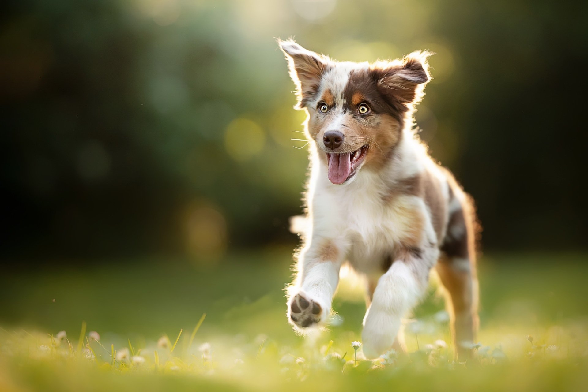 Download Baby Animal Puppy Dog Animal Australian Shepherd HD Wallpaper