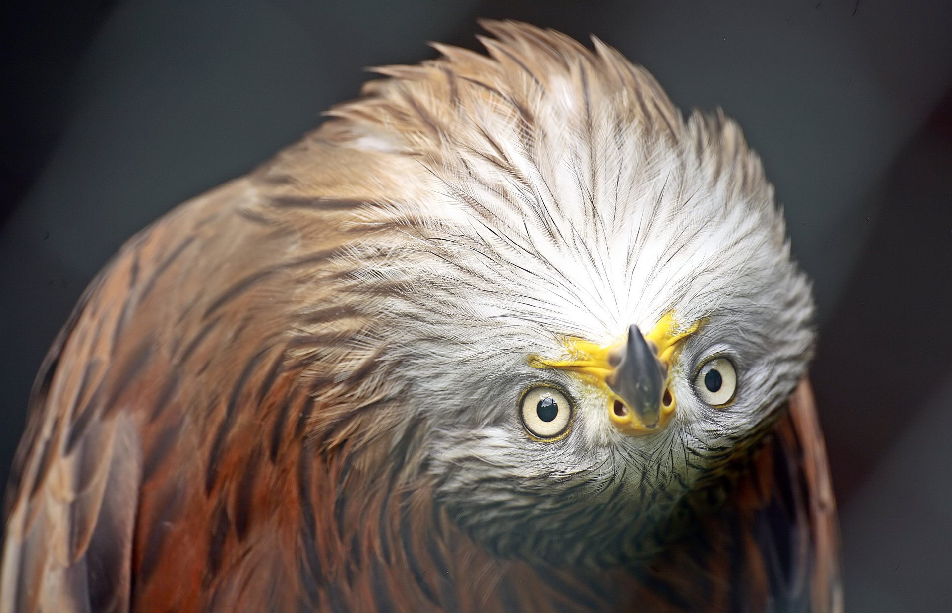 Download Animal Kite 4k Ultra HD Wallpaper by Siegfried Potrykus