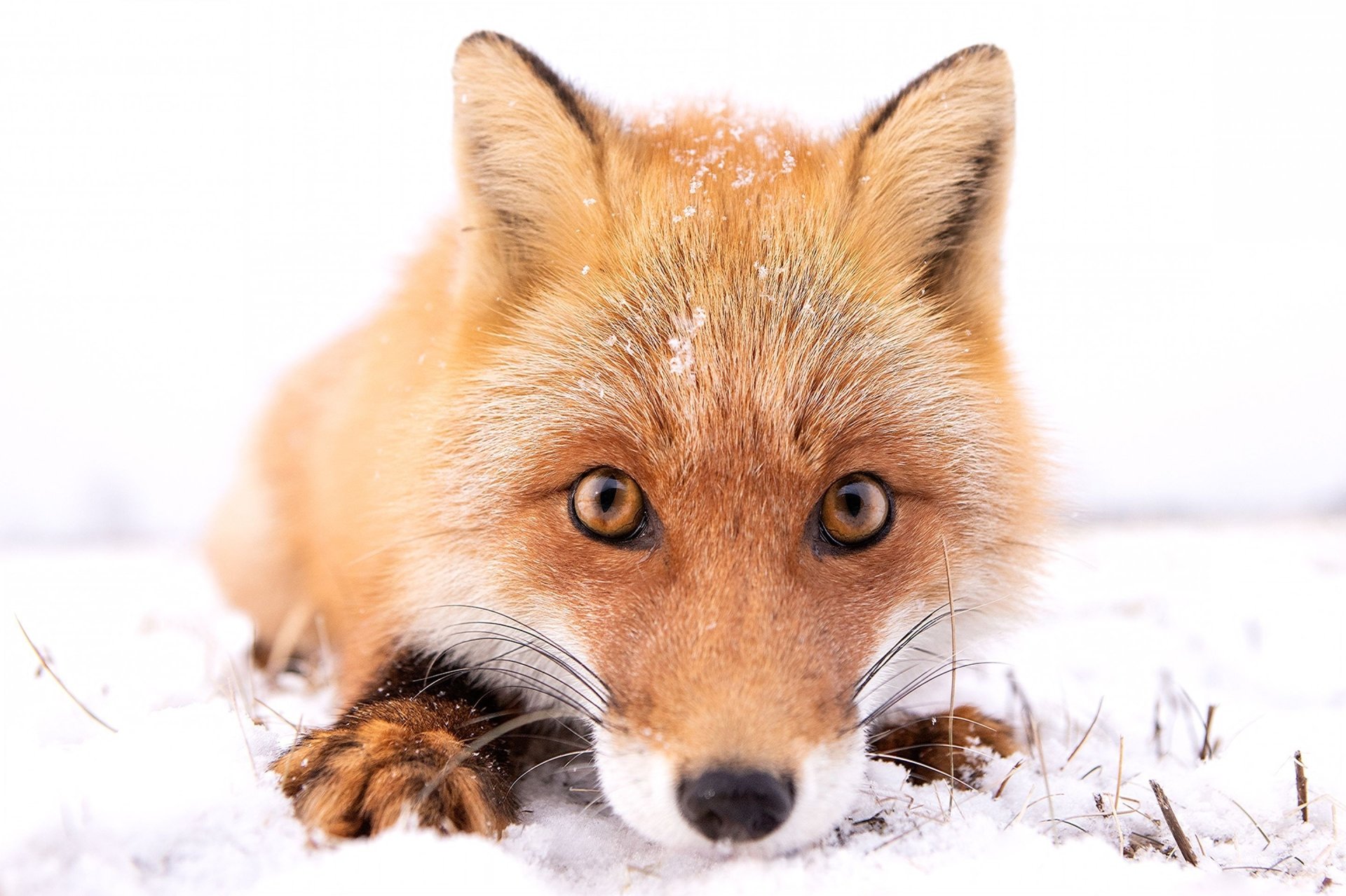 Winter Fox Stare: HD Close-Up Animal Wallpaper | 2880x1919 | Wallpaper ...