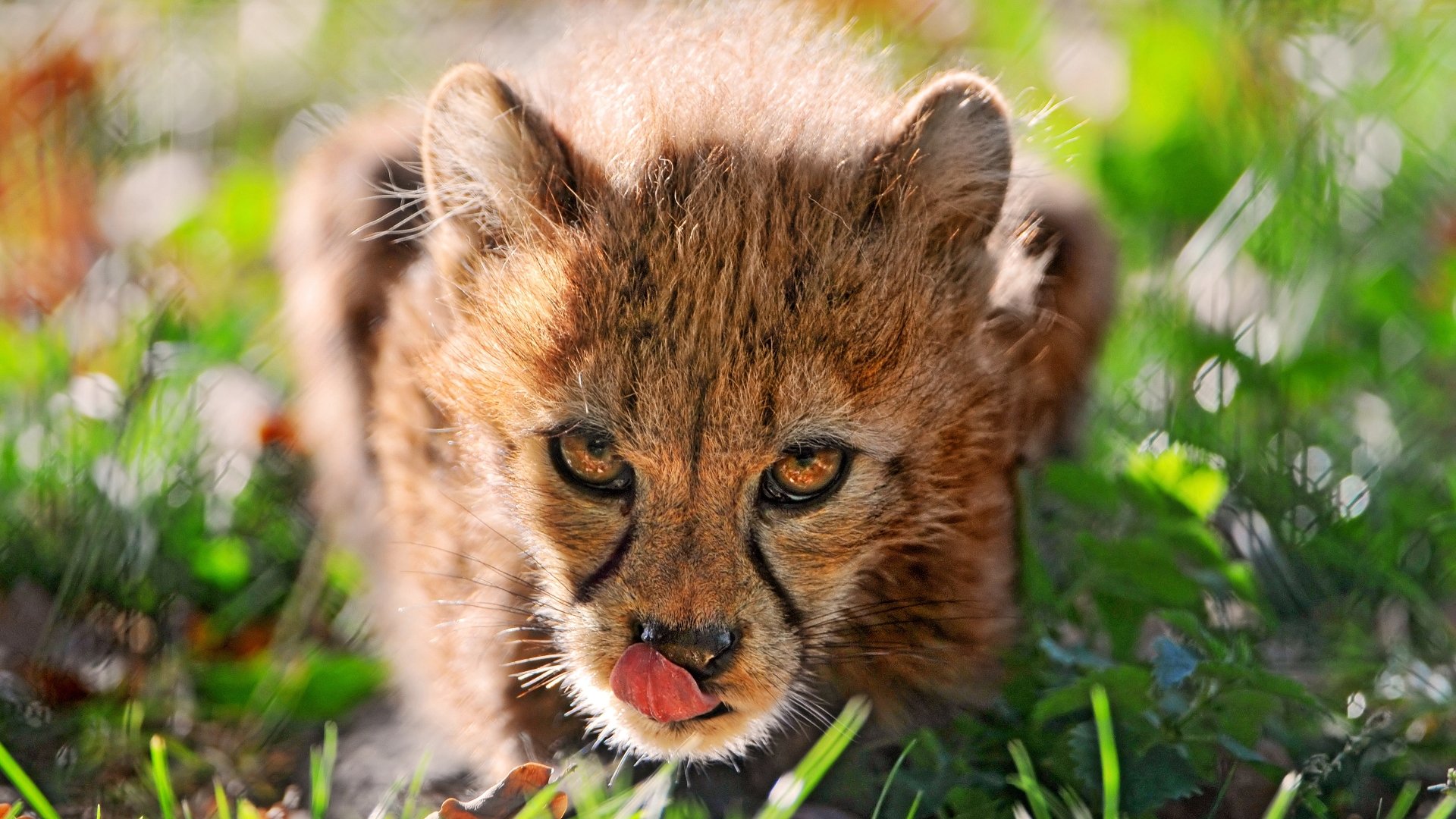 Download Cute Face Baby Animal Animal Cheetah 4k Ultra HD Wallpaper