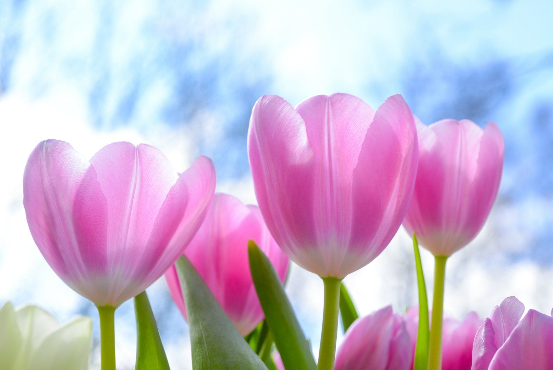 Download Pink Flower Flower Nature Tulip 4k Ultra HD Wallpaper