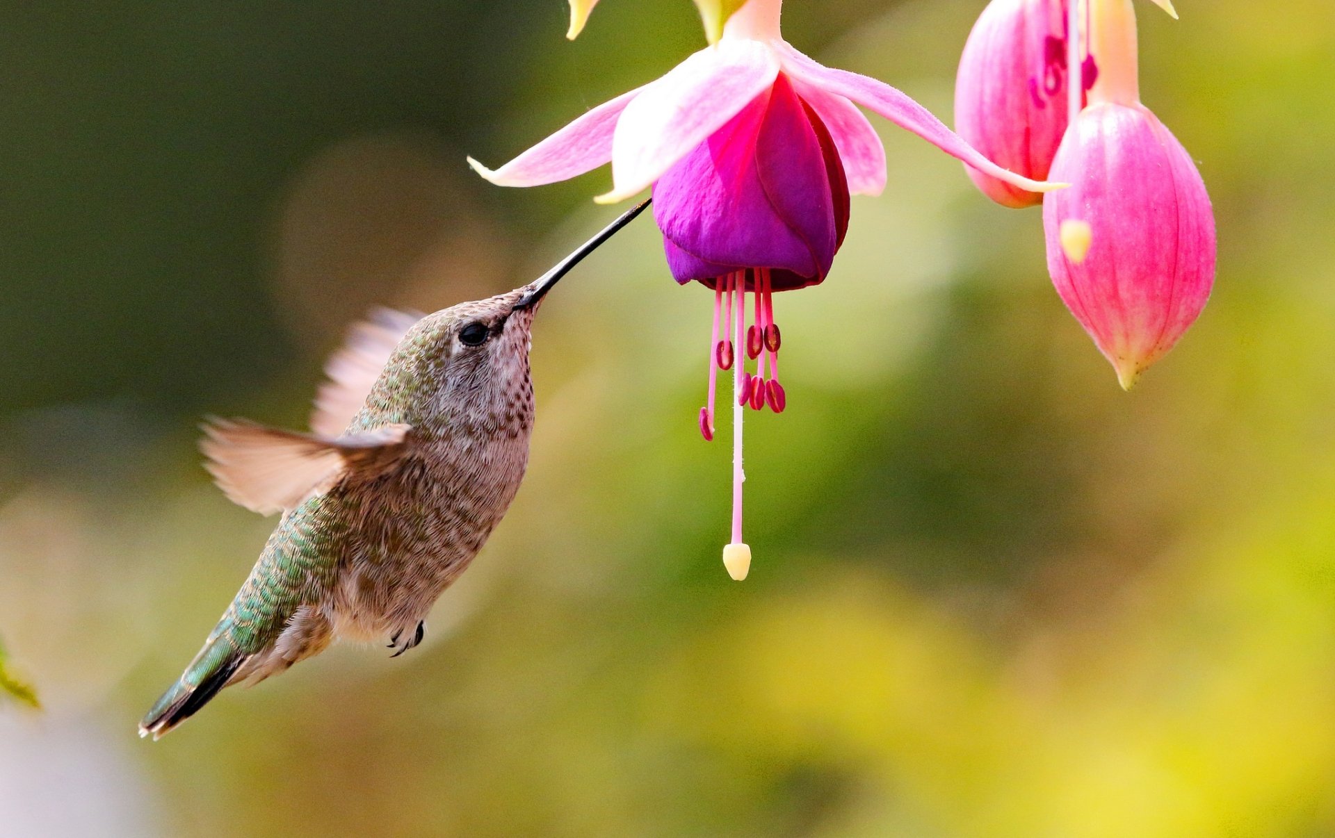 Download Purple Flower Fuchsia Bird Flower Animal Hummingbird HD Wallpaper