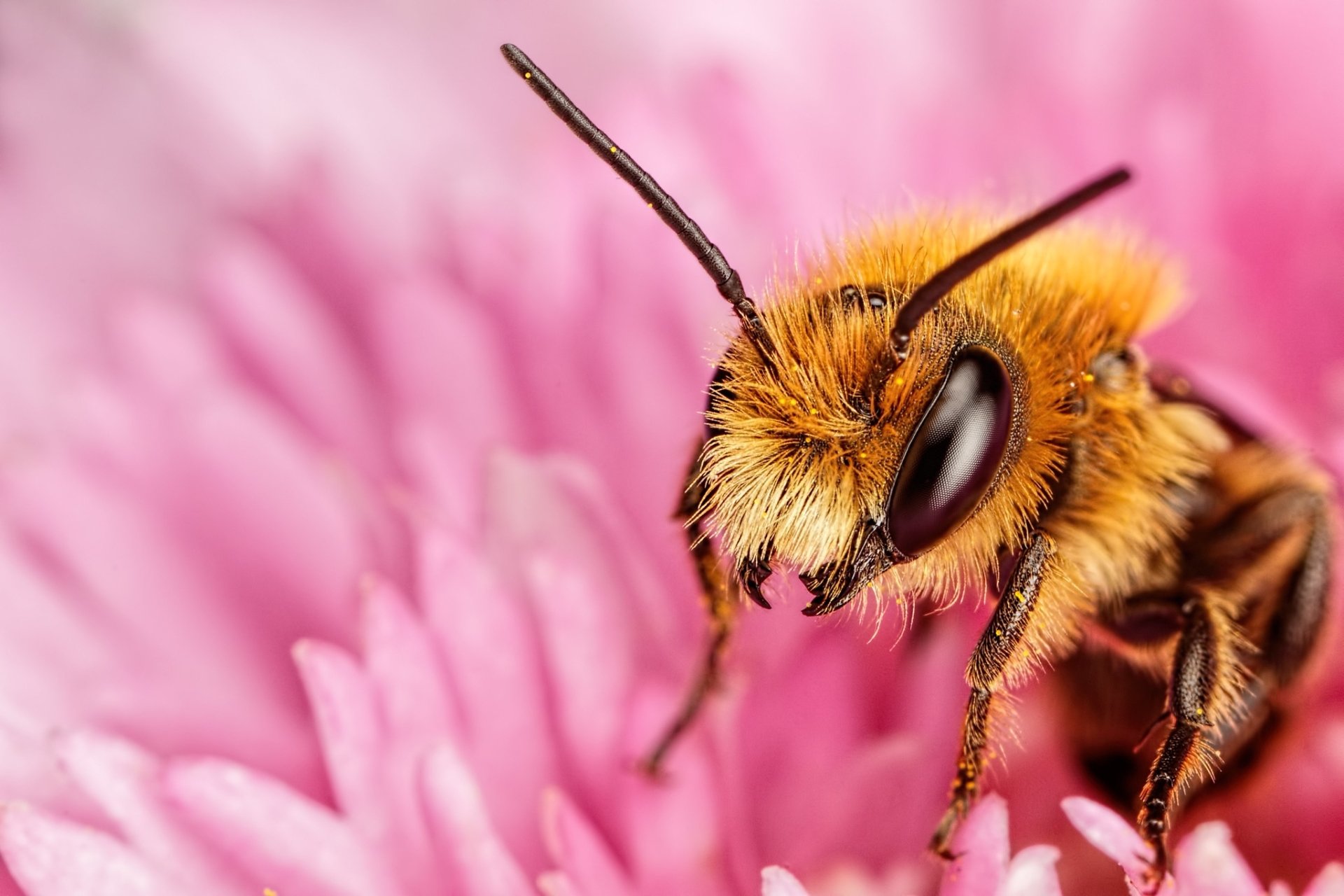 Animal Bee HD Wallpaper