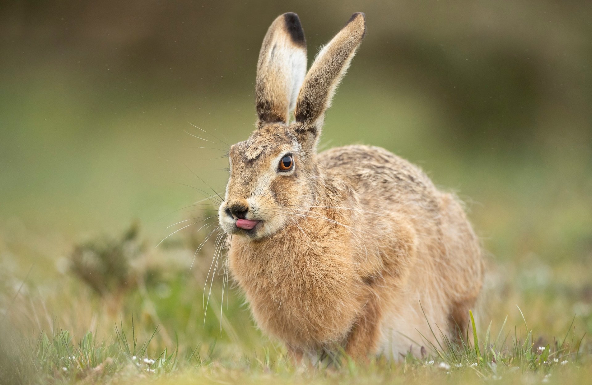 Hare HD Wallpaper