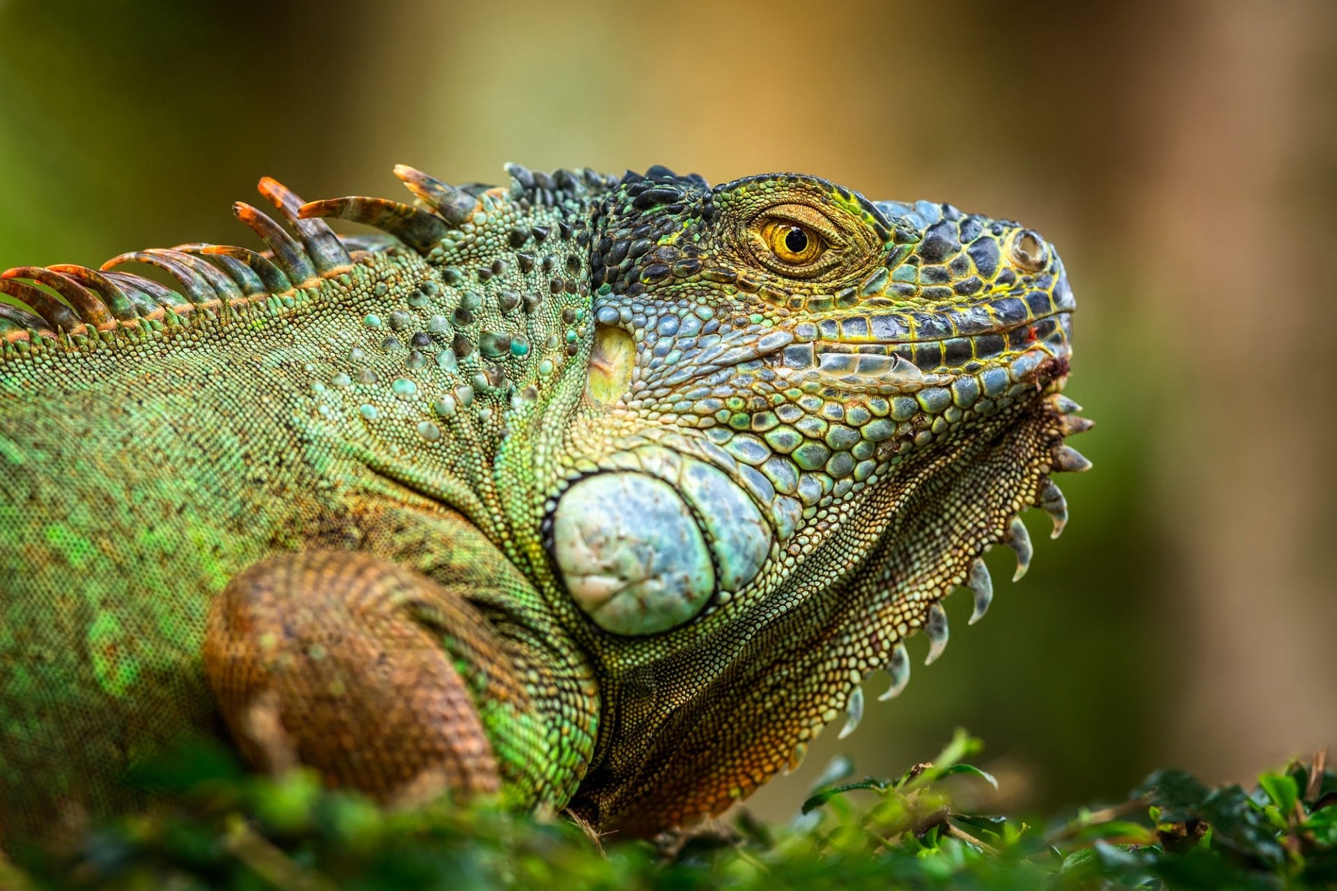 Animal Iguana Hd Wallpaper