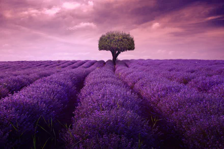 A lone tree stands in the middle of a vast lavender field under a dramatic cloudy sky, captured in stunning 4K Ultra HD as a nature-themed desktop wallpaper.