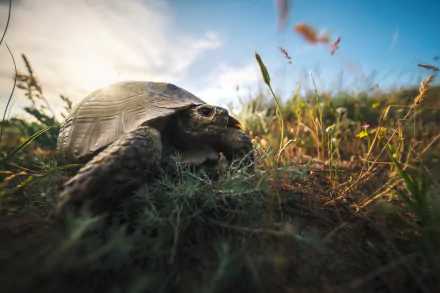 HD PC desktop wallpaper featuring a close-up of a tortoise walking through grassy terrain under a blue sky with soft clouds.