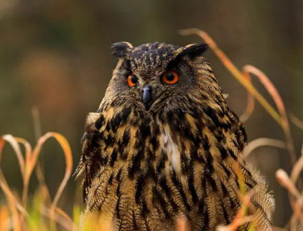 bird Animal owl HD Desktop Wallpaper | Background Image