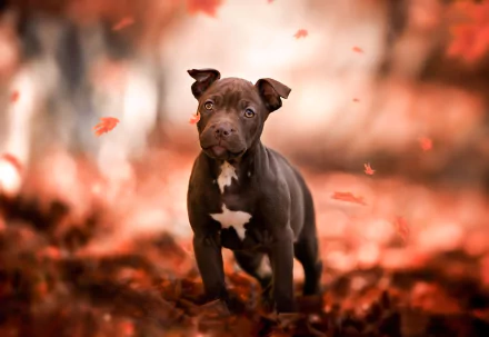 puppy baby animal dog fall Animal american pit bull terrier HD Desktop Wallpaper | Background Image