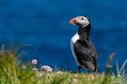 atlantic puffin bird Animal puffin HD Desktop Wallpaper | Background Image