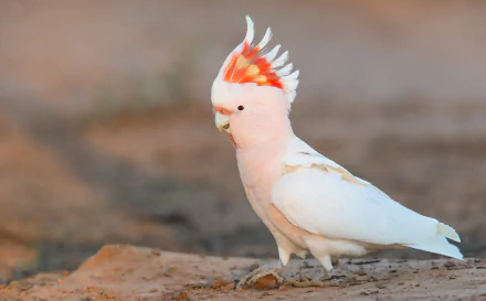 HD desktop wallpaper of a Major Mitchell's cockatoo with vibrant orange and white plumage standing on a natural ground background.