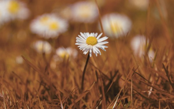 Earth Daisy Flowers Flower HD Wallpaper | Background Image