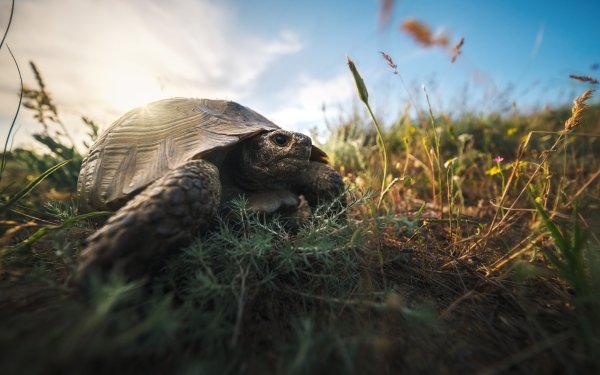Animal Tortoise Turtles HD Wallpaper | Background Image
