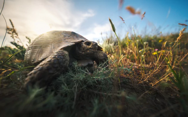 HD PC desktop wallpaper featuring a close-up of a tortoise walking through grassy terrain under a blue sky with soft clouds.