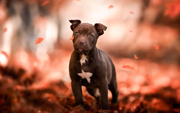 puppy baby animal dog fall Animal american pit bull terrier HD Desktop Wallpaper | Background Image
