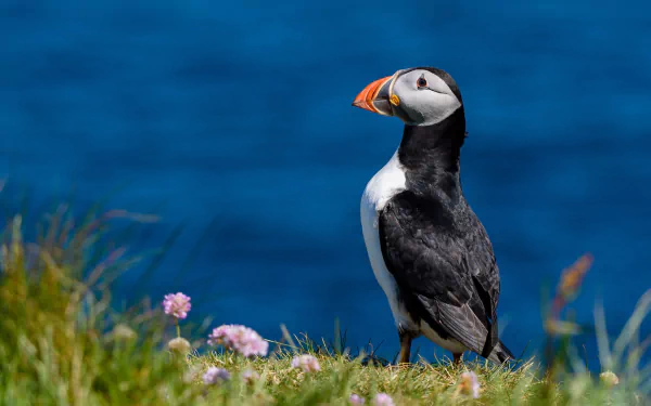 atlantic puffin bird Animal puffin HD Desktop Wallpaper | Background Image