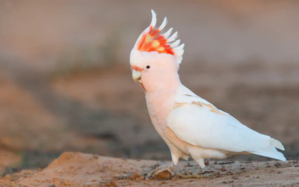 HD desktop wallpaper of a Major Mitchell's cockatoo with vibrant orange and white plumage standing on a natural ground background.