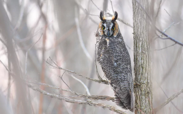 bird long eared owl Animal owl HD Desktop Wallpaper | Background Image