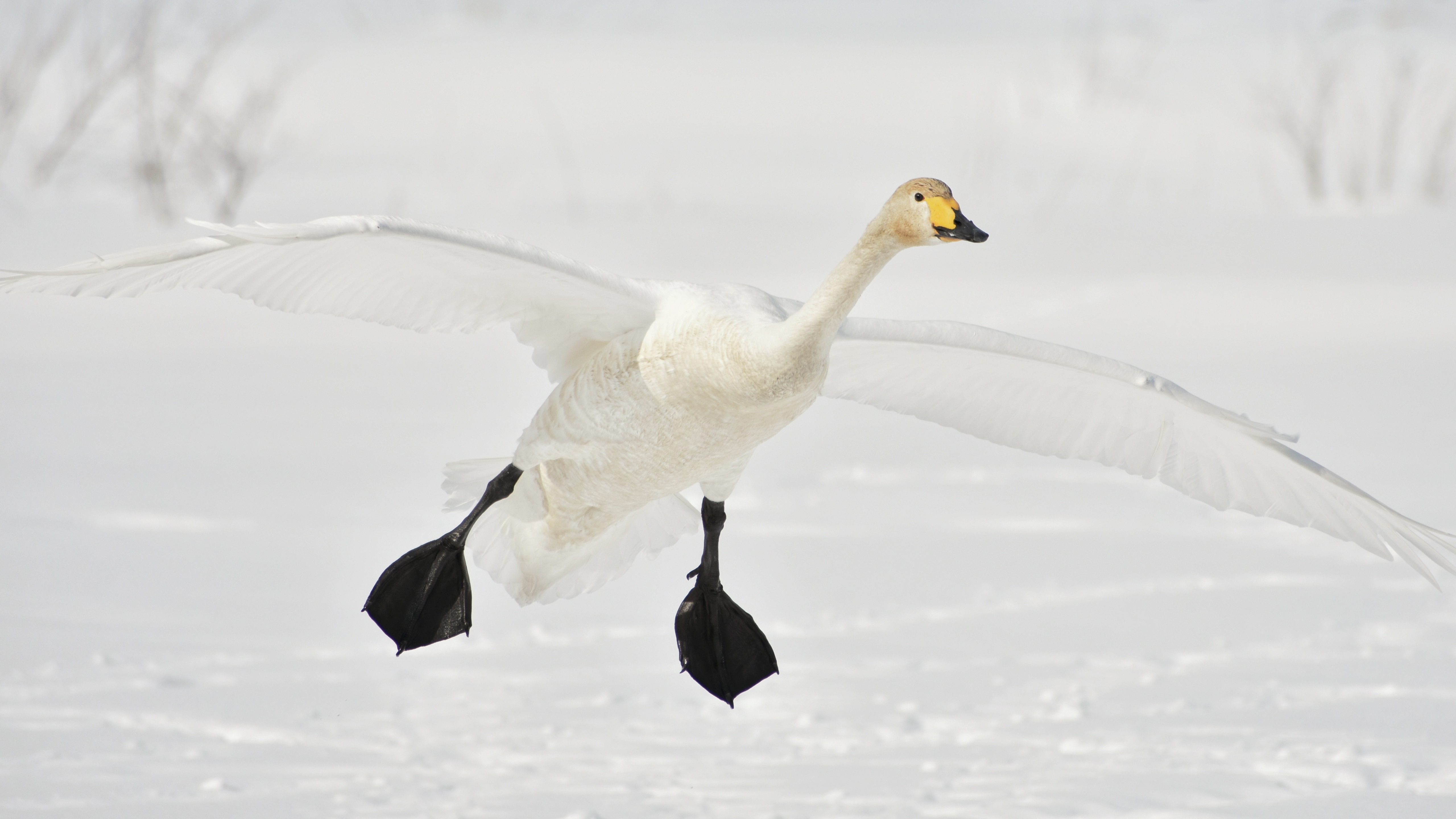 kitchen goose wall papere