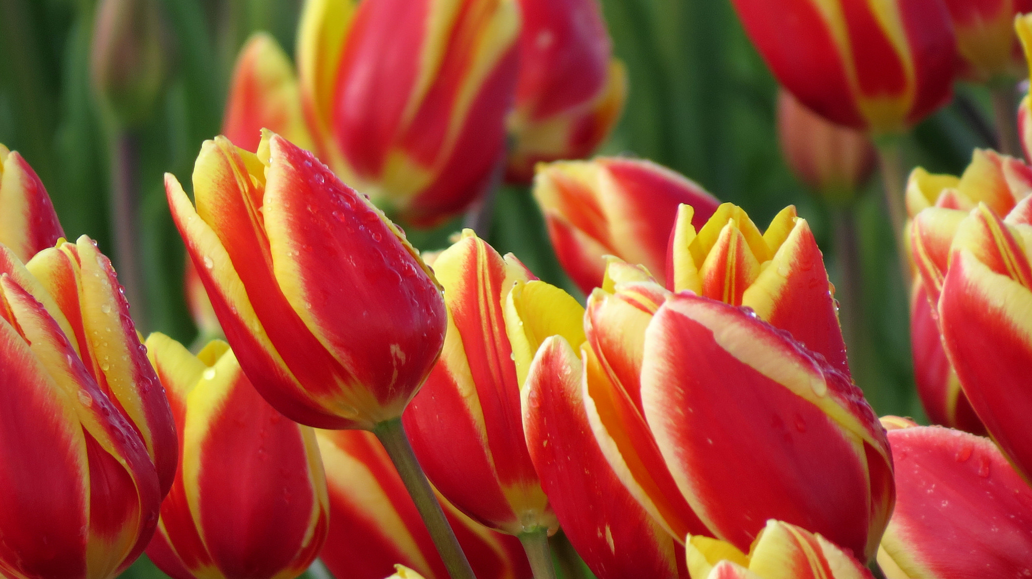 Download Nature Tulip HD Wallpaper