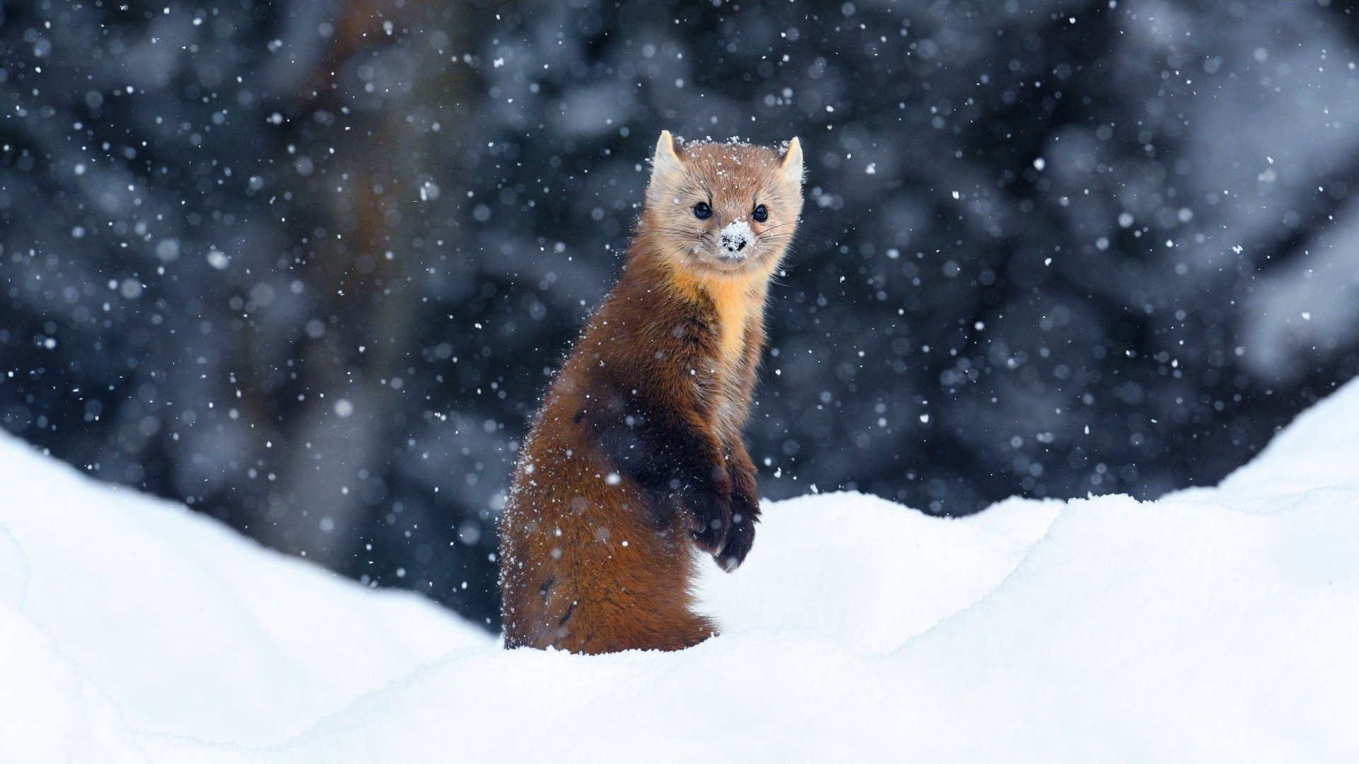 Download Snow Winter Animal Marten Winter Animals HD Wallpaper