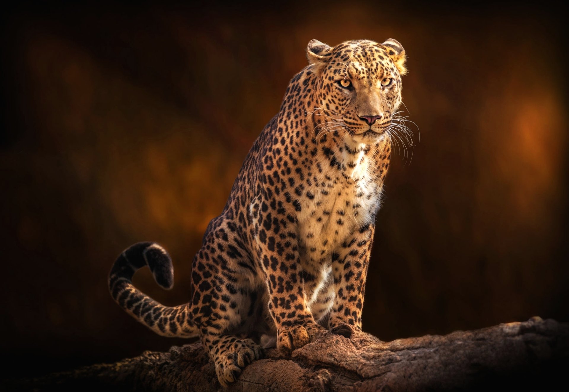 Download Animal Leopard HD Wallpaper