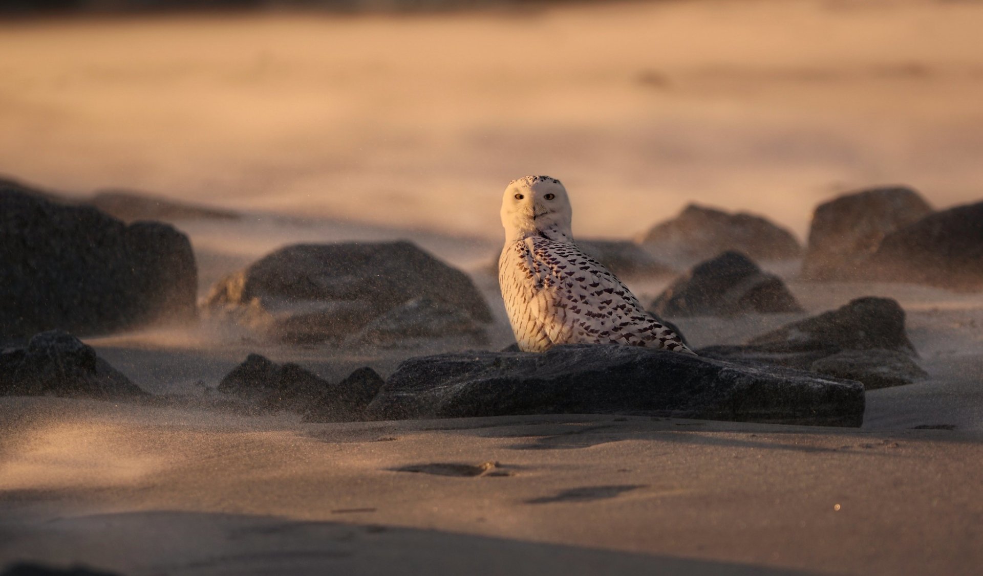 Download Bird Owl Animal Snowy Owl HD Wallpaper
