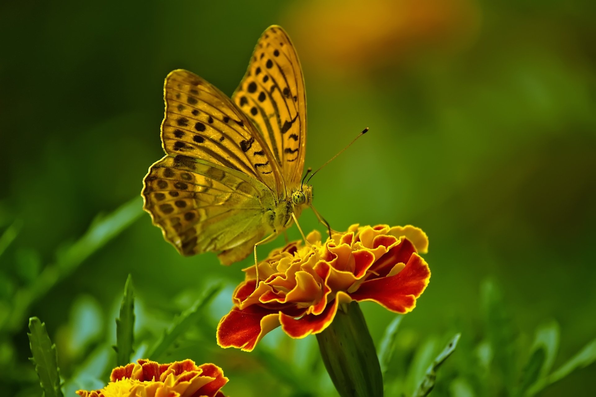 Download Marigold Macro Insect Flower Animal Butterfly HD Wallpaper