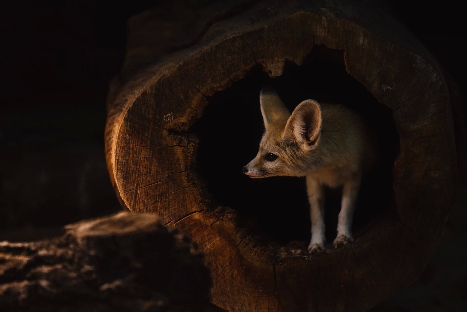 Moonlit Hollow — Fennec Fox HD Wallpaper | 2000x1334 | Wallpaper Abyss