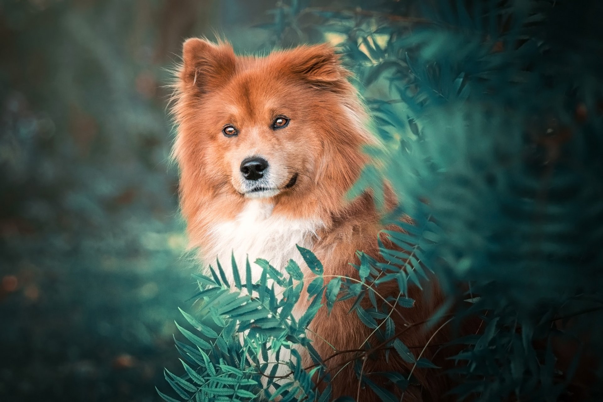 Download Dog Animal Eurasier HD Wallpaper