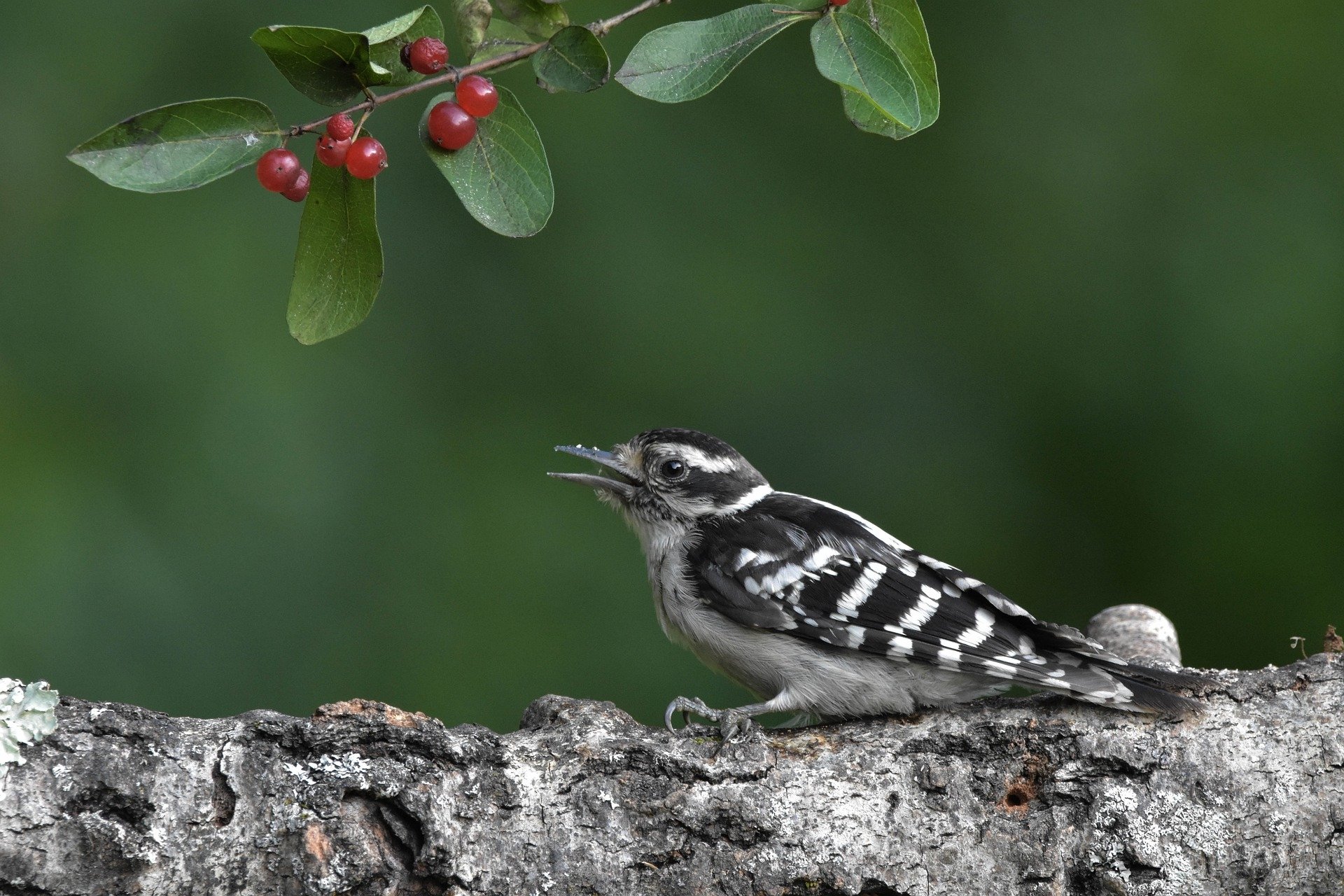 Download Bird Downy Woodpecker Animal Woodpecker HD Wallpaper by Jack Bulmer