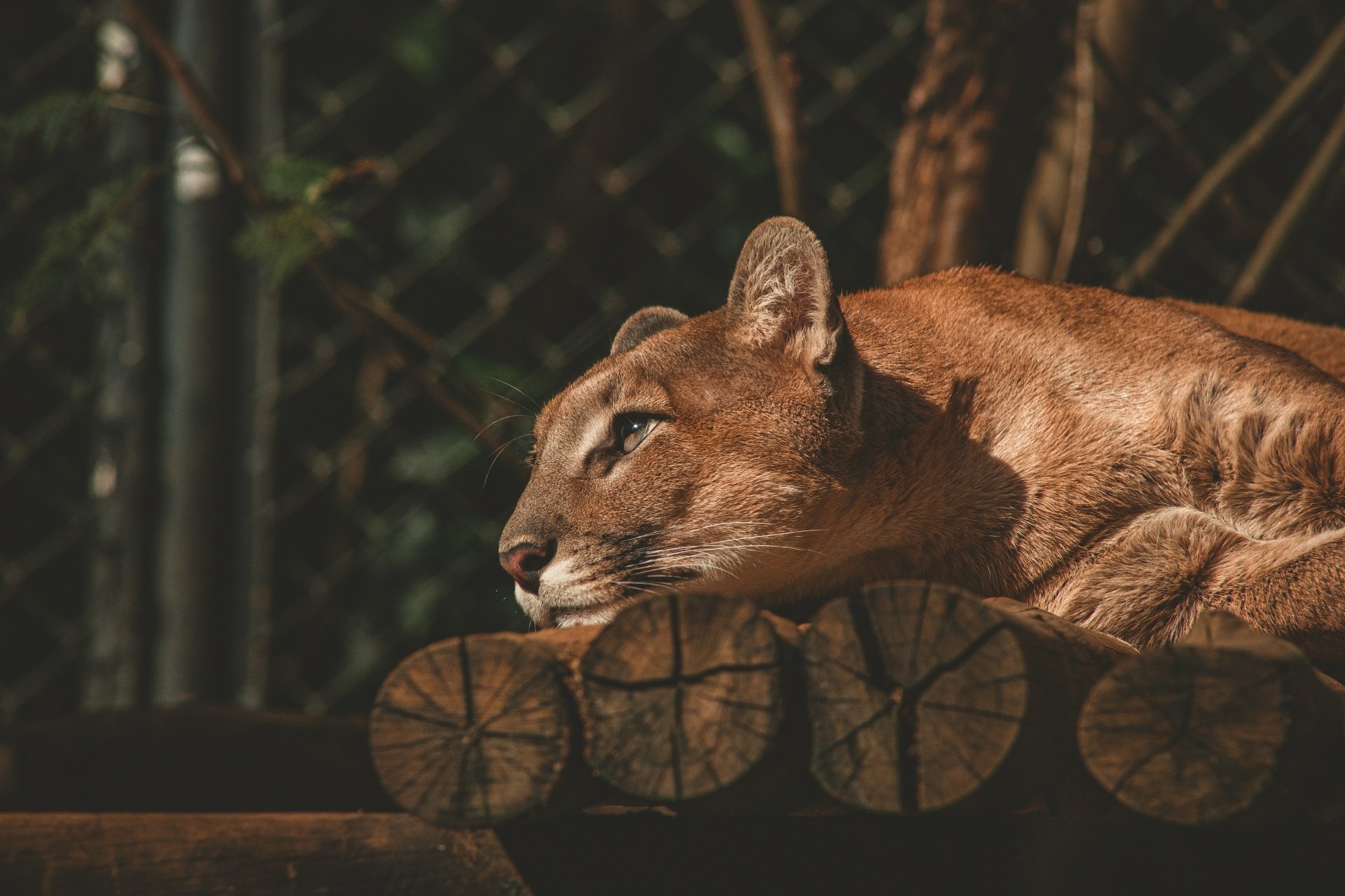 4K Ultra HD PC desktop wallpaper featuring a close-up of a cougar resting on wooden logs with a blurred natural background.